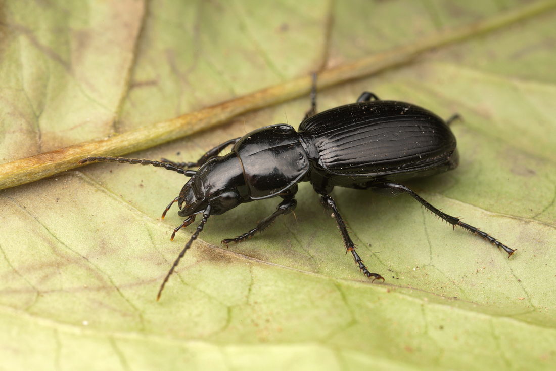 Ground Beetle - Pterostichus madidus